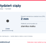 4. tydzień ciąży — dziecko mierzy 2 mm, wielkość porównywalna do ziarnka maku