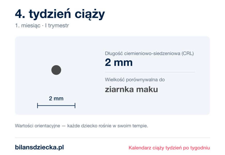 4. tydzień ciąży — dziecko mierzy 2 mm, wielkość porównywalna do ziarnka maku