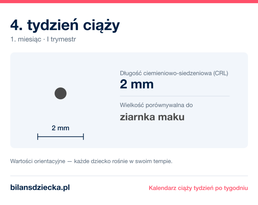 4. tydzień ciąży — dziecko mierzy 2 mm, wielkość porównywalna do ziarnka maku