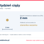5. tydzień ciąży — dziecko mierzy 2 mm, wielkość porównywalna do ziarenka sezamu