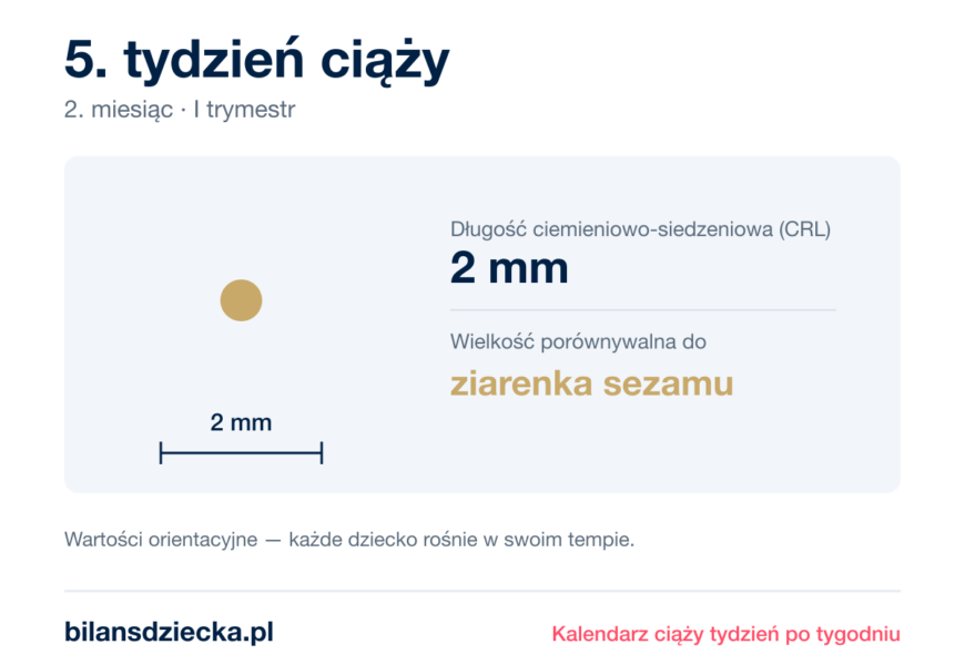 5. tydzień ciąży — dziecko mierzy 2 mm, wielkość porównywalna do ziarenka sezamu