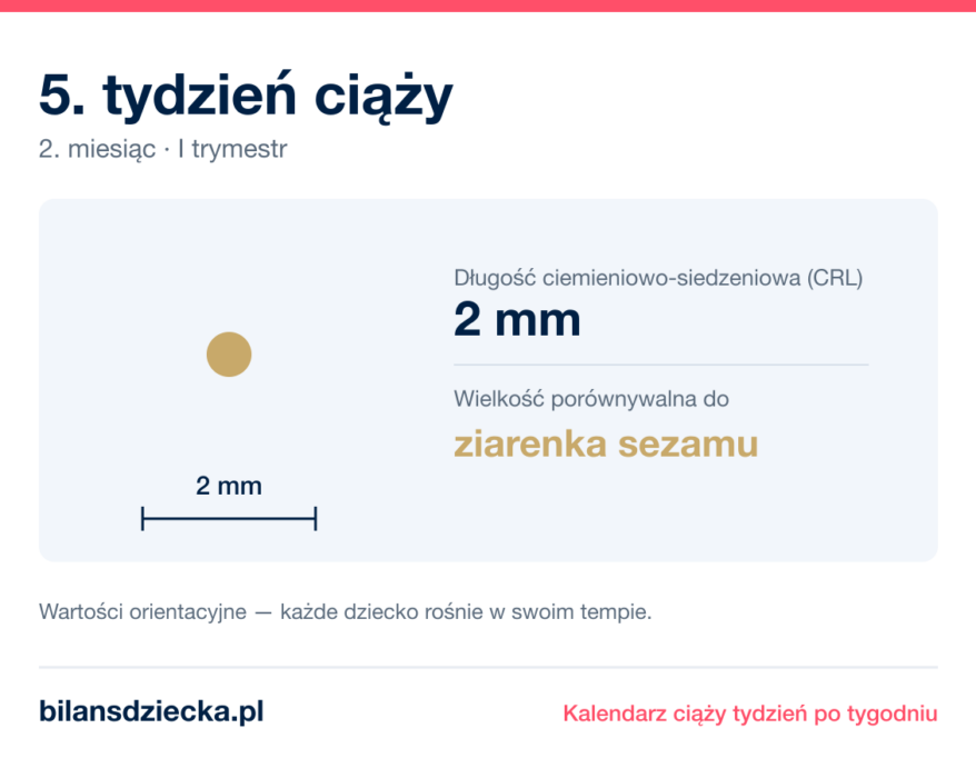 5. tydzień ciąży — dziecko mierzy 2 mm, wielkość porównywalna do ziarenka sezamu