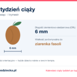 6. tydzień ciąży — dziecko mierzy 6 mm, wielkość porównywalna do ziarenka fasoli