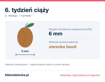 6. tydzień ciąży — dziecko mierzy 6 mm, wielkość porównywalna do ziarenka fasoli
