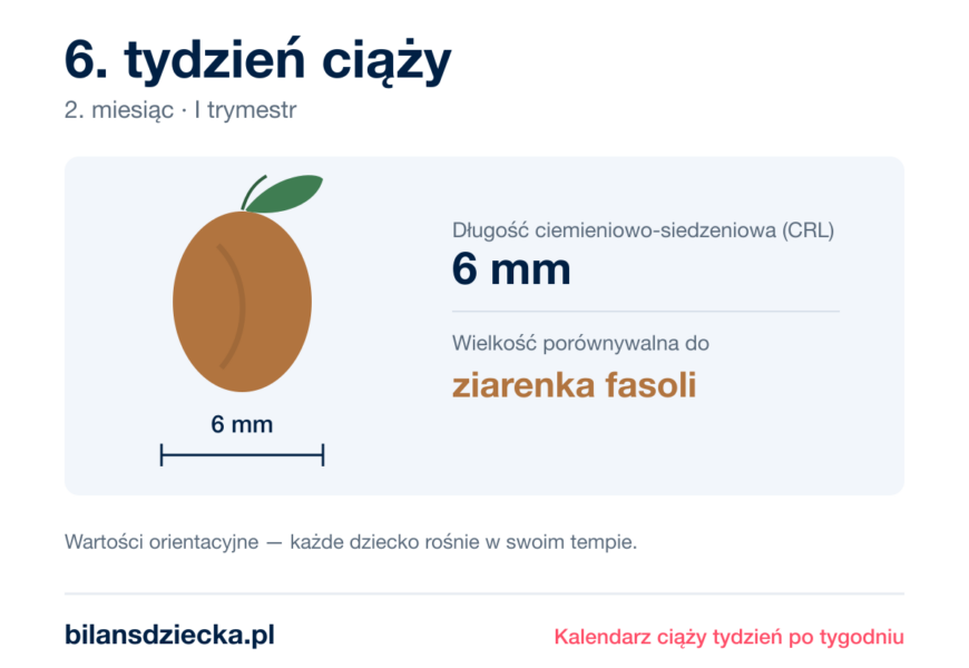 6. tydzień ciąży — dziecko mierzy 6 mm, wielkość porównywalna do ziarenka fasoli