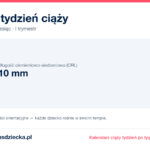 7. tydzień ciąży — dziecko mierzy 10 mm