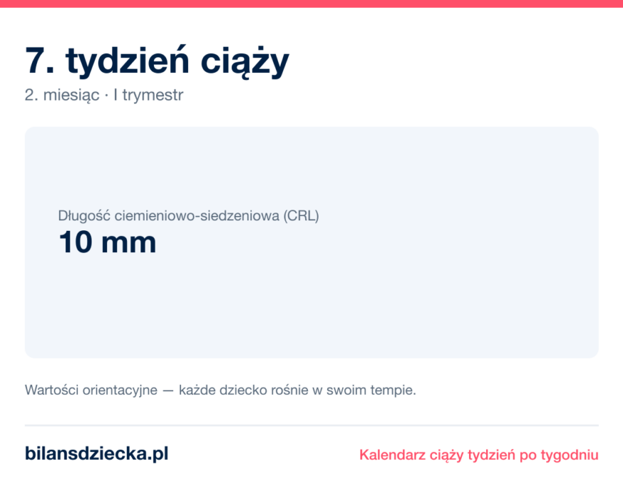 7. tydzień ciąży — dziecko mierzy 10 mm