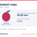 8. tydzień ciąży — dziecko mierzy 16–22 mm, wielkość porównywalna do maliny