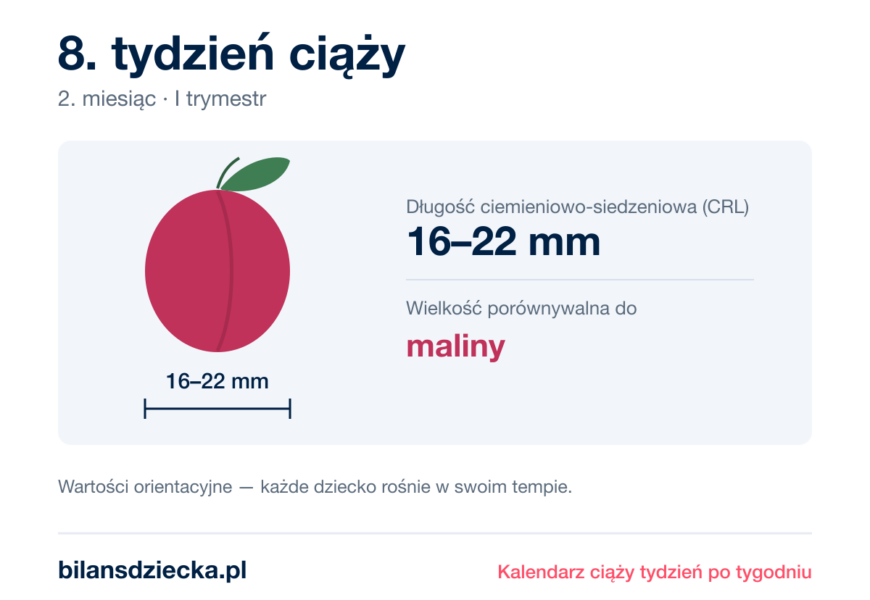 8. tydzień ciąży — dziecko mierzy 16–22 mm, wielkość porównywalna do maliny