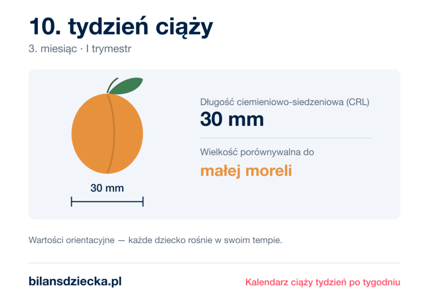 10. tydzień ciąży — dziecko mierzy 30 mm, wielkość porównywalna do małej moreli