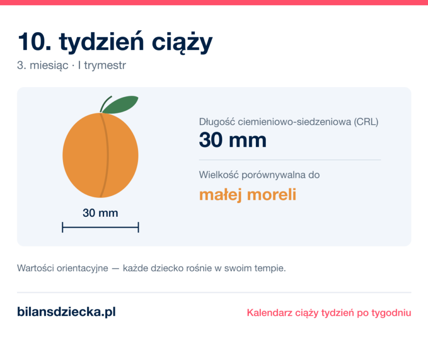 10. tydzień ciąży — dziecko mierzy 30 mm, wielkość porównywalna do małej moreli