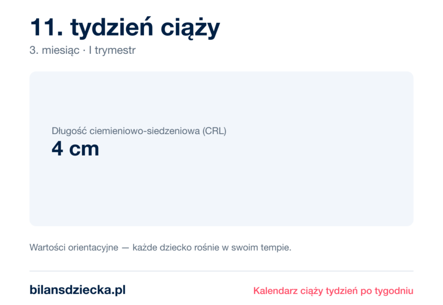 11. tydzień ciąży — dziecko mierzy 4 cm