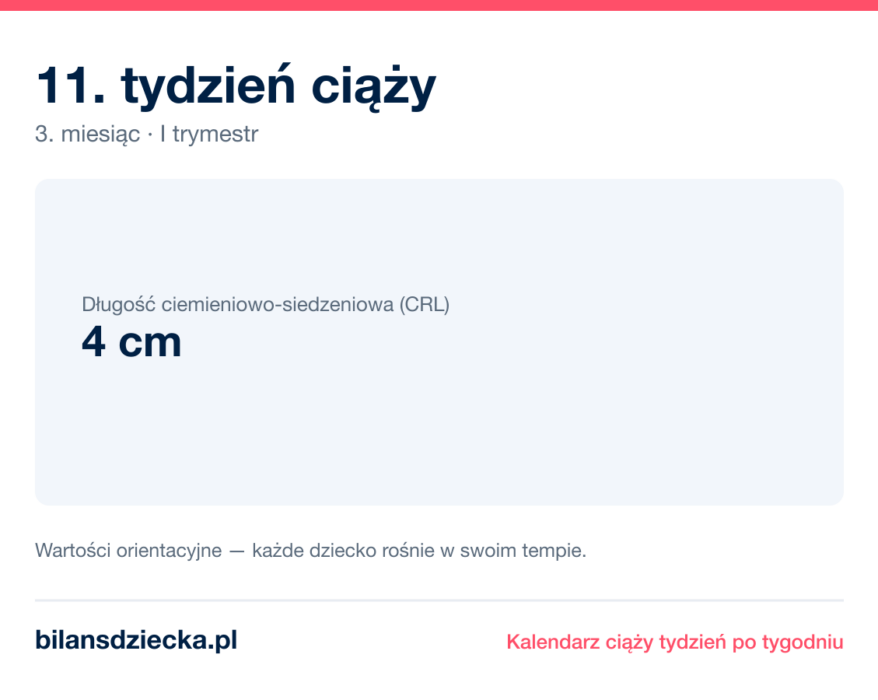 11. tydzień ciąży — dziecko mierzy 4 cm