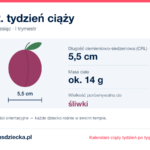 12. tydzień ciąży — dziecko mierzy 5,5 cm, waży ok. 14 g, wielkość porównywalna do śliwki