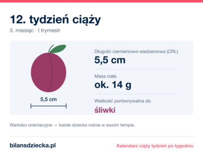 12. tydzień ciąży — dziecko mierzy 5,5 cm, waży ok. 14 g, wielkość porównywalna do śliwki