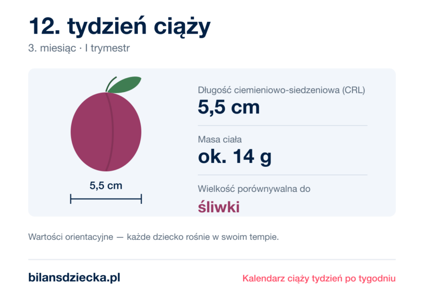12. tydzień ciąży — dziecko mierzy 5,5 cm, waży ok. 14 g, wielkość porównywalna do śliwki
