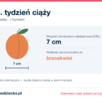 13. tydzień ciąży — dziecko mierzy 7 cm, wielkość porównywalna do brzoskwini
