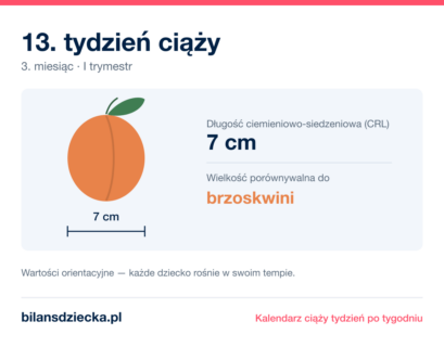 13. tydzień ciąży — dziecko mierzy 7 cm, wielkość porównywalna do brzoskwini