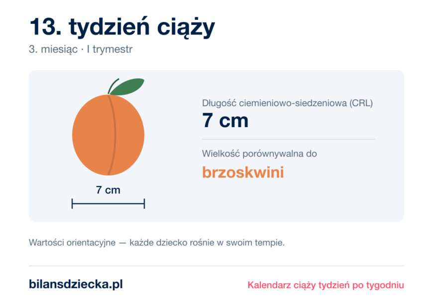 13. tydzień ciąży — dziecko mierzy 7 cm, wielkość porównywalna do brzoskwini