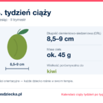 14. tydzień ciąży — dziecko mierzy 8,5–9 cm, waży ok. 45 g, wielkość porównywalna do kiwi