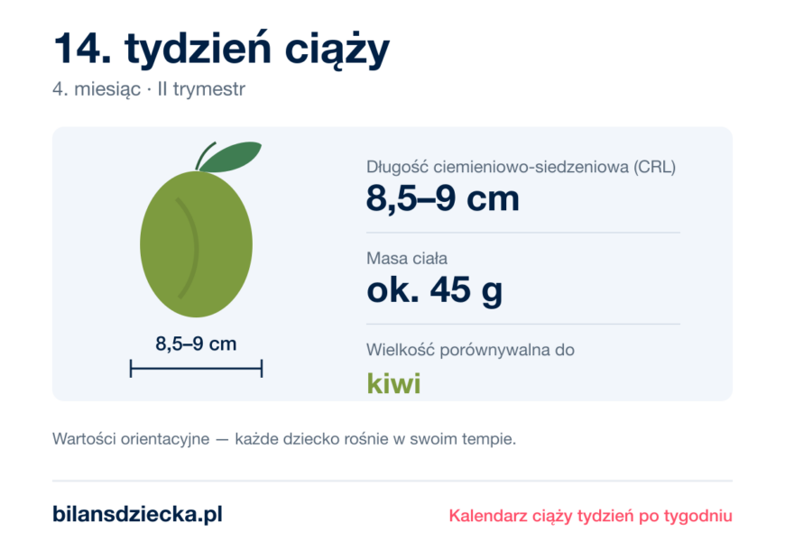 14. tydzień ciąży — dziecko mierzy 8,5–9 cm, waży ok. 45 g, wielkość porównywalna do kiwi