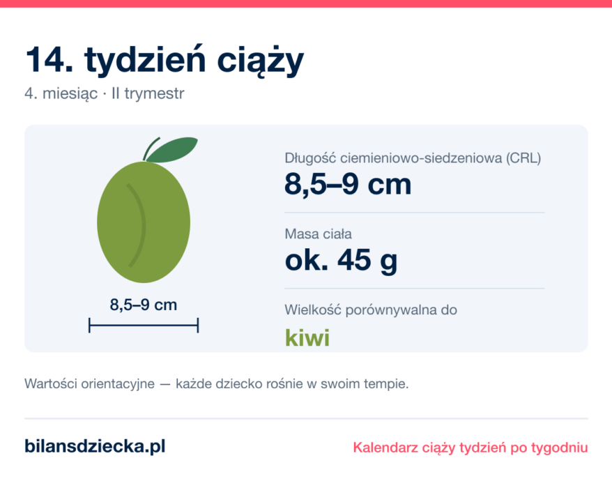 14. tydzień ciąży — dziecko mierzy 8,5–9 cm, waży ok. 45 g, wielkość porównywalna do kiwi