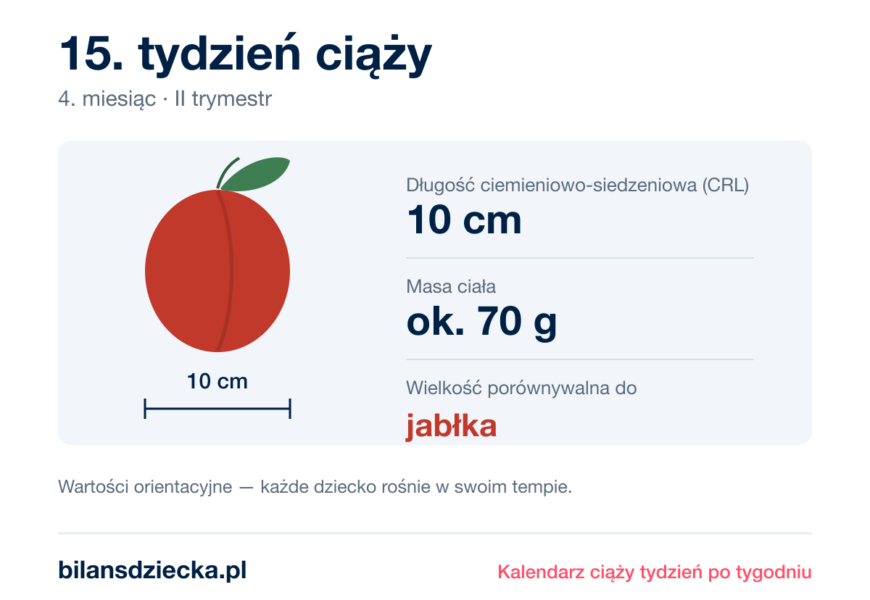 15. tydzień ciąży — dziecko mierzy 10 cm, waży ok. 70 g, wielkość porównywalna do jabłka
