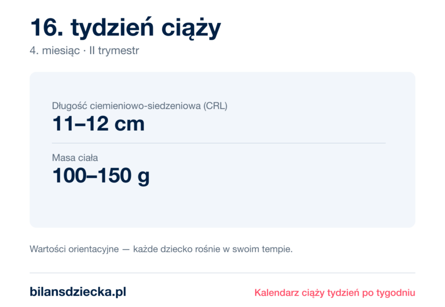 16. tydzień ciąży — dziecko mierzy 11–12 cm, waży 100–150 g
