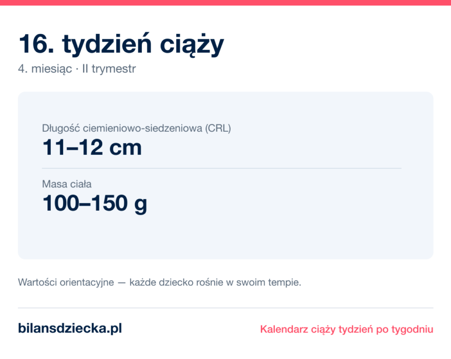 16. tydzień ciąży — dziecko mierzy 11–12 cm, waży 100–150 g
