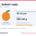 17. tydzień ciąży — dziecko mierzy 12–13 cm, waży 100–150 g, wielkość porównywalna do sporej pomarańczy