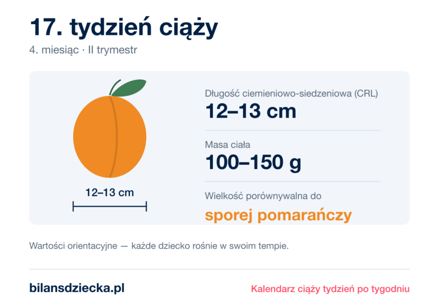 17. tydzień ciąży — dziecko mierzy 12–13 cm, waży 100–150 g, wielkość porównywalna do sporej pomarańczy