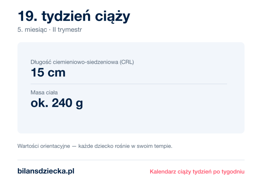 19. tydzień ciąży — dziecko mierzy 15 cm, waży ok. 240 g