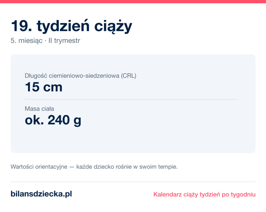 19. tydzień ciąży — dziecko mierzy 15 cm, waży ok. 240 g