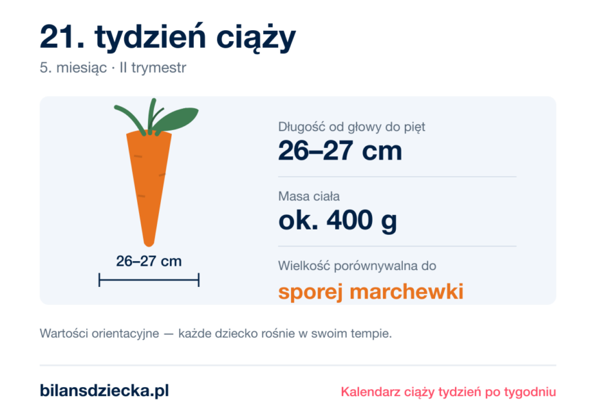21. tydzień ciąży — dziecko mierzy 26–27 cm, waży ok. 400 g, wielkość porównywalna do sporej marchewki
