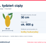 24. tydzień ciąży — dziecko mierzy 30 cm, waży ok. 600 g, wielkość porównywalna do kolby kukurydzy