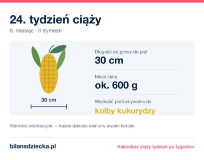 24. tydzień ciąży — dziecko mierzy 30 cm, waży ok. 600 g, wielkość porównywalna do kolby kukurydzy