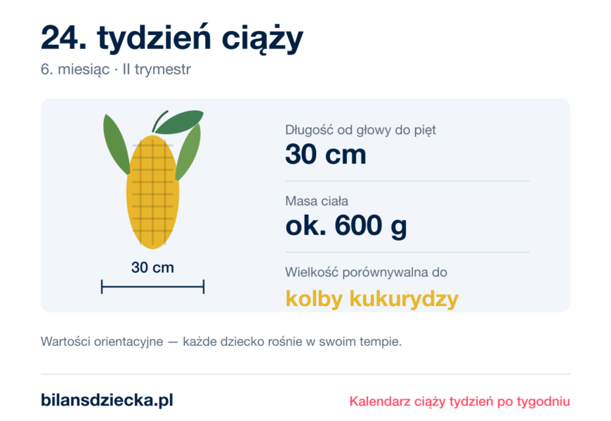 24. tydzień ciąży — dziecko mierzy 30 cm, waży ok. 600 g, wielkość porównywalna do kolby kukurydzy