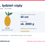 33. tydzień ciąży — dziecko mierzy 44 cm, waży ok. 2000 g, wielkość porównywalna do ananasa